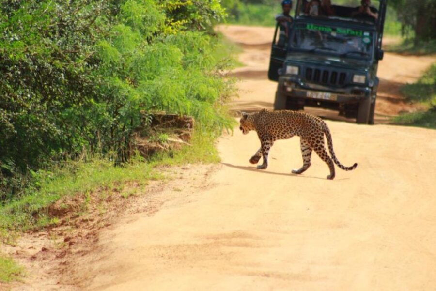Yala National Park Sharing Safari (5 Hours) - Good To Know