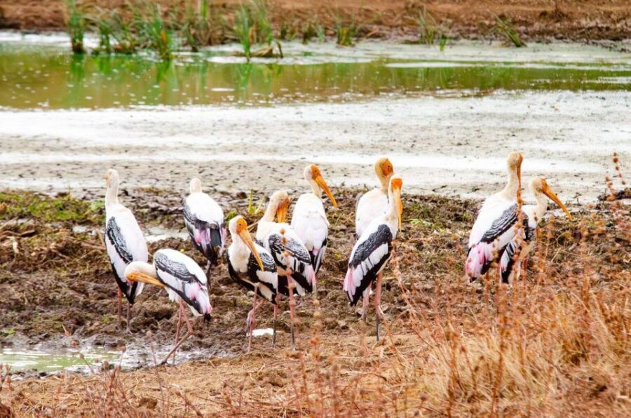 Yala National Park Wildlife Safari From Hambantota - Good To Know