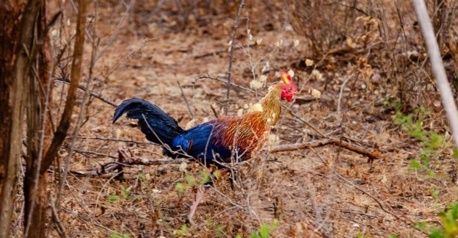Yala National Park Wildlife Safari From Kaluthara - Good To Know