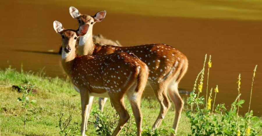 Yala National Park Wildlife Safari From Mirissa - Good To Know