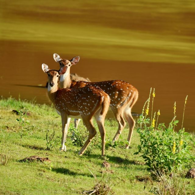 Yala National Park Wildlife Safari From Tangalle - Good To Know