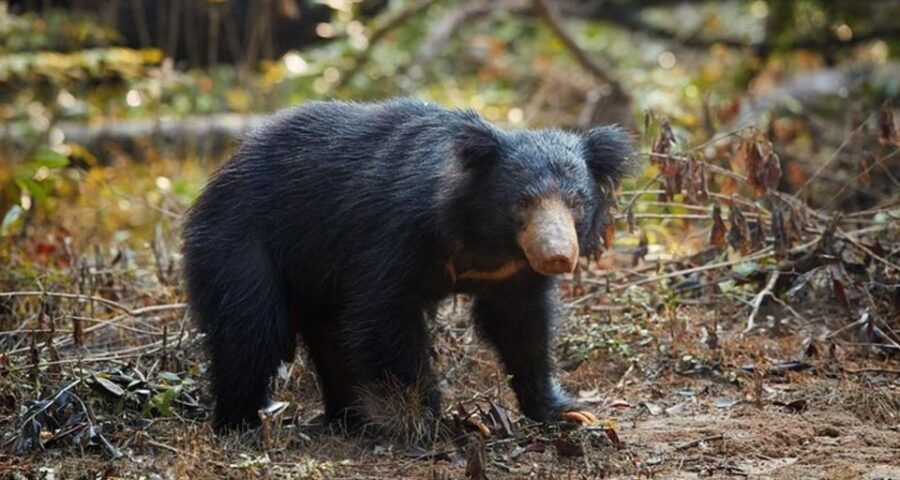 Yala Safari Tours: Yala Private Safari, All Inclusive - Good To Know