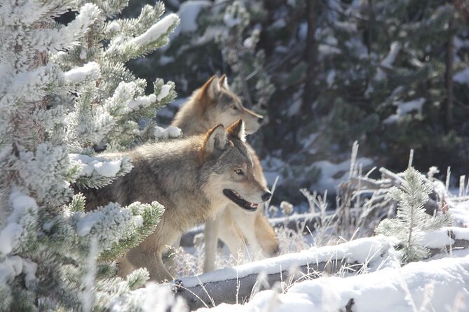 Yellowstone Private Winter Wolf & Wildlife Tour From Gardiner, MT