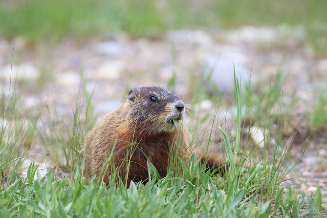 Yellowstone Walking Safari From Big Sky – Private Tour