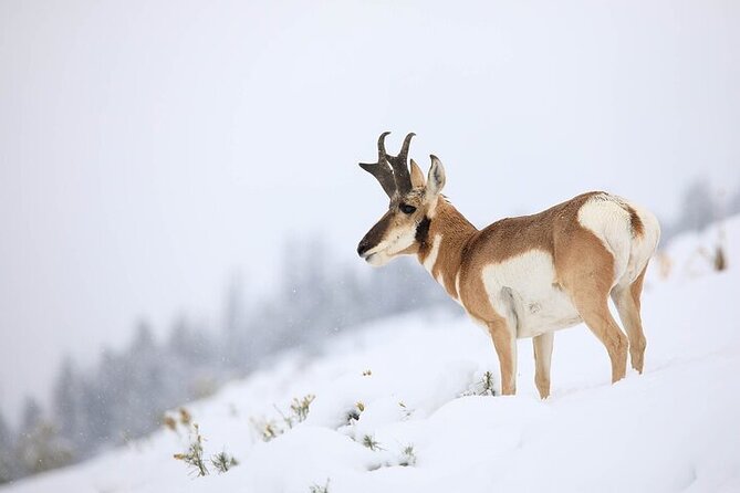 4 Best Safari Tours In Gardiner