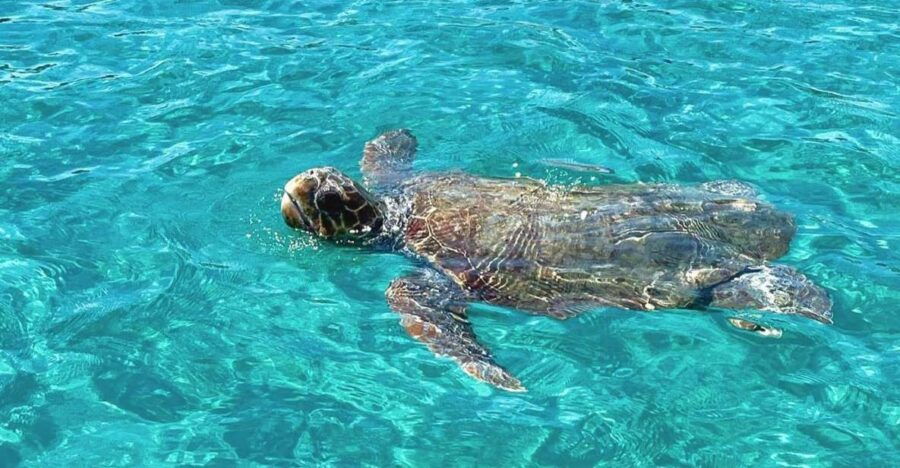 Zakynthos: Guided Boat Tour to Turtle Island With Swimming