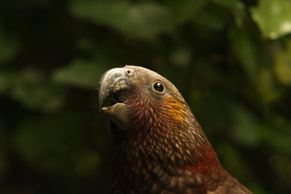 Zealandia by Night Tour - Good To Know