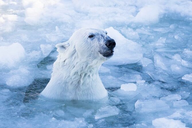 Zoo and Arctic Animal Visit in Finland  – Rovaniemi