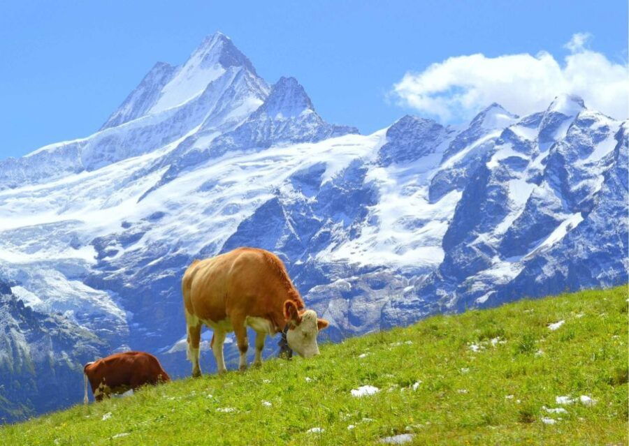 Zürich: Experience Swiss Countryside on Private Tour by Car
