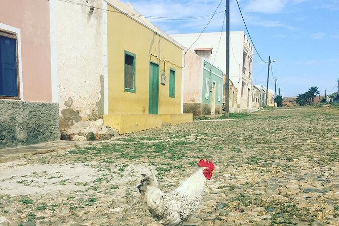 1 Day Tour Explore Boavista Island - Good To Know