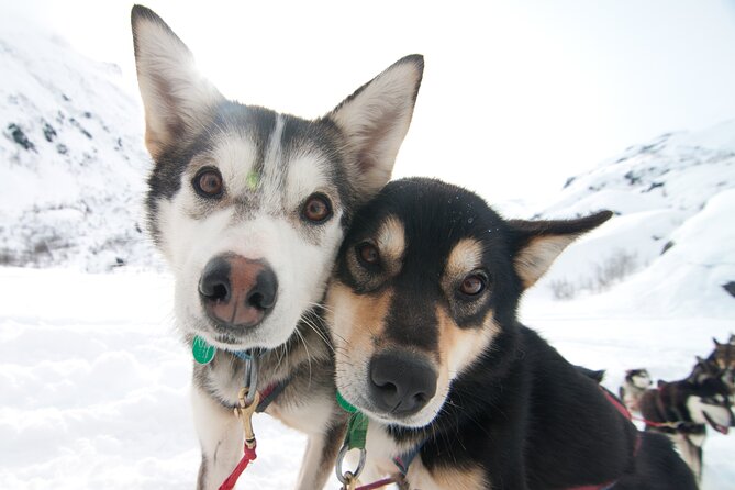 1.5 Hr - Winter Dog Sledding in Knik, Alaska - Good To Know