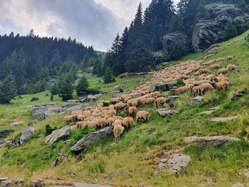 11 Days Private Guided Tour in Romania - Day 2-3: Transylvania Exploration