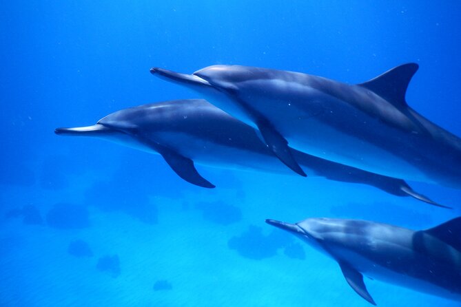 2-Hour Dolphin Watching and Double Reef With Snorkel in Hawaii - Tour Highlights