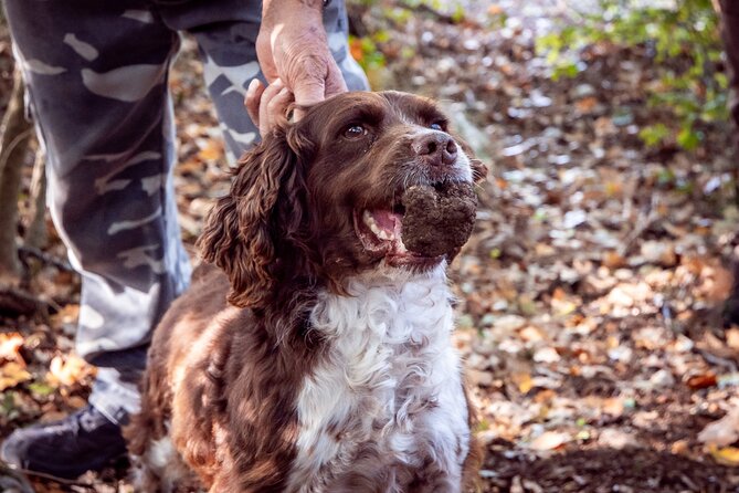 2 Hours Umbria Truffle Hunting Experience With Brunch - Booking Details for Truffle Hunting