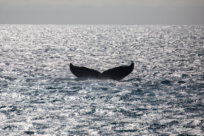 2hr Koa Kai Sunset Whale Watch Adventure - Itinerary
