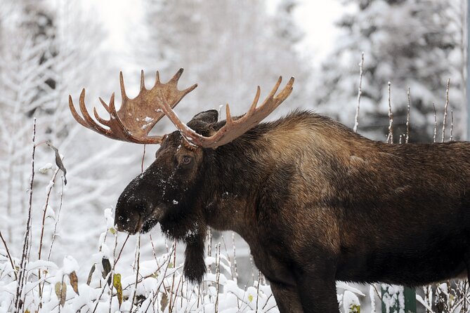 3 Hour Winter City Tour in Anchorage - Tour Highlights