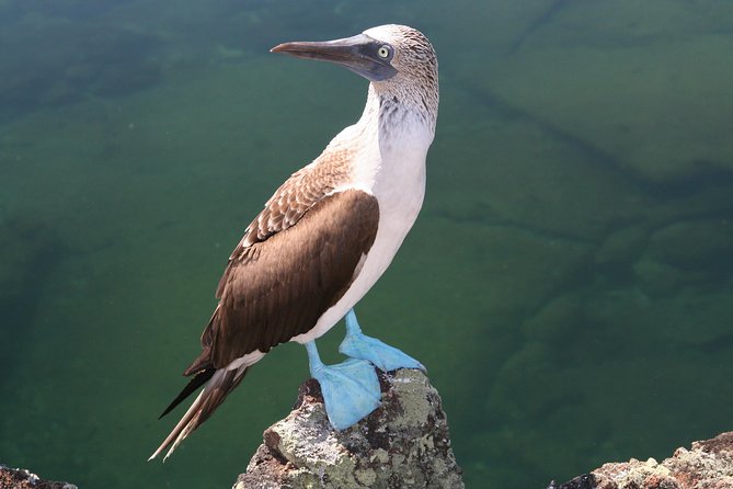 4-Day Galapagos Land Tour Visiting Isabela and Santa Cruz - Tour Itinerary Overview