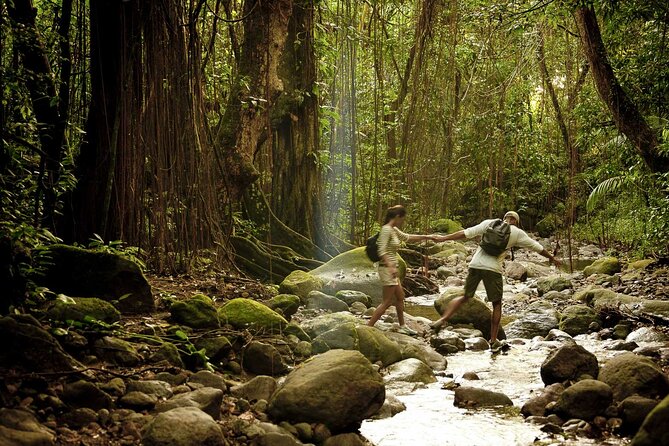 A Scenic, Historical and Guided Rainforest Tour - Tour Highlights