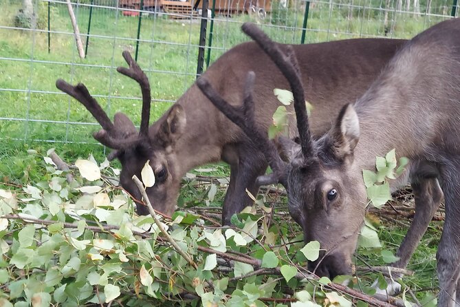 A Walk in the Woods...with REINDEER! - Reindeer Encounter Experience