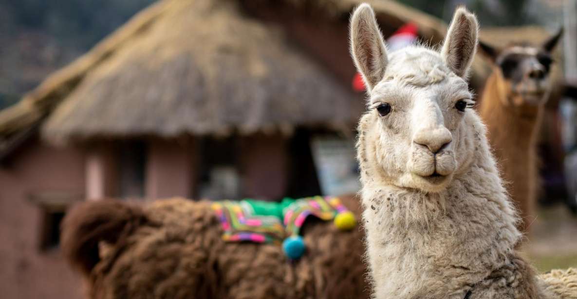 Alpaca Therapy and Artisanal Creativity - Tour Activity Details