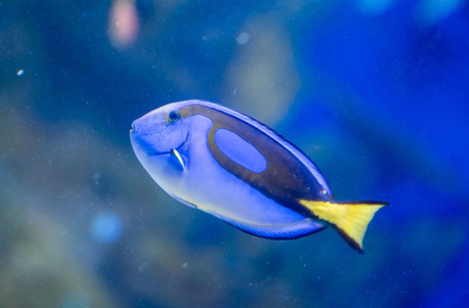 AquaRio and Olympic Boulevard Small Group Tour - Good To Know