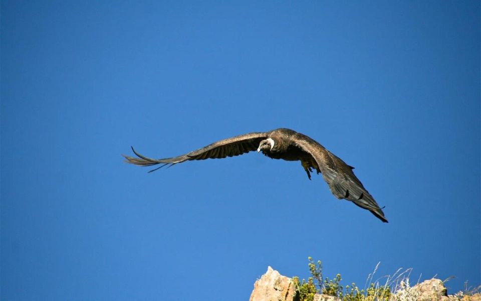 Arequipa: Excursion Colca Canyon, Option Ending in Puno - Excursion Overview