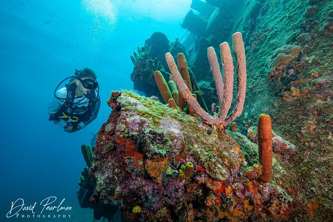 Aruba Red Sail Sports One or Two Tank Scuba Dive - Additional Services