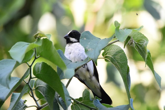 Asuncion Birding Tour - Review Summary