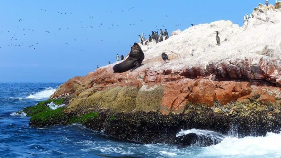 Ballestas Islands & Paracas National Reserve From Paracas