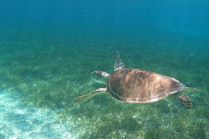 Beach Day Swim With Turtles and Pigs Excursion in Nassau - Booking Information and Requirements