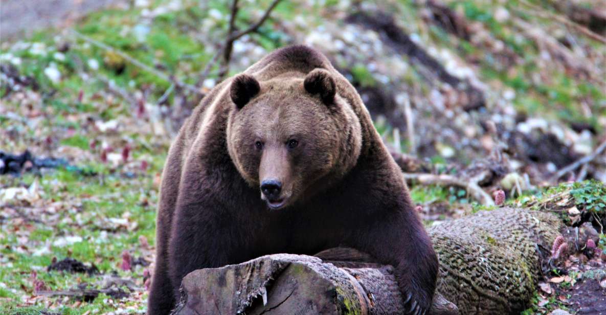 Bear Watching in the Wild Brasov - Full Description