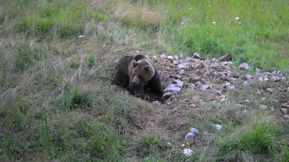 Bear Watching Slovenia - Good To Know