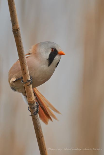 Bird Watching and Photography Private Tour Near Constanta - Tour Duration and Cancellation Policy