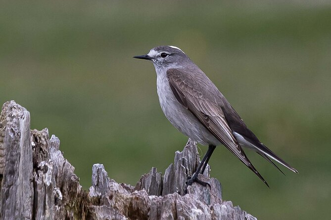 Birding in Garibaldi Pass
