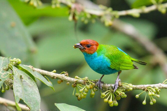 Birdwatching Paradise in Via Sigsig, Chiguinda - Bird Species Diversity