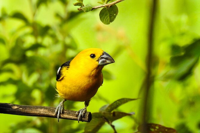 Birdwatching Tour in Giron and Yunguilla Jocotoco Reserve From Cuenca - Birdwatching Highlights