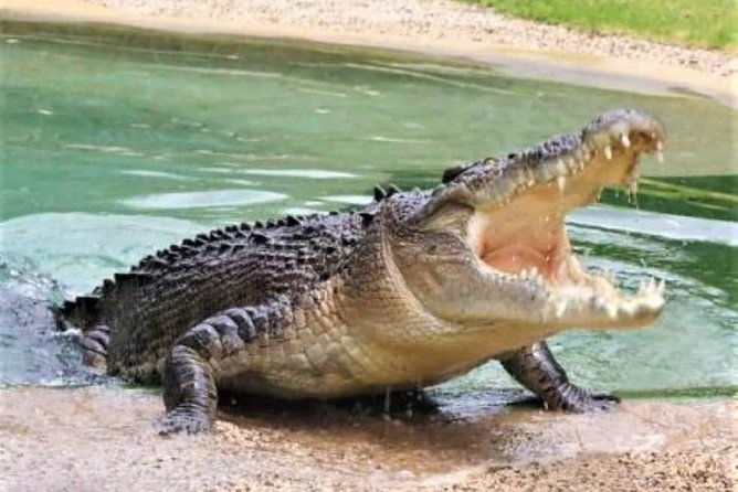 Black River Safari With Transport From Montego Bay - Good To Know