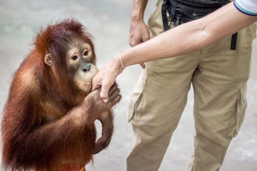 Bogor: Into The Wild Tour - Good To Know