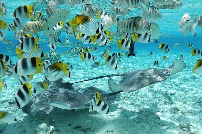 Bora Bora 4WD Tour & Eco Shark & Ray Snorkel Cruise - The Sum Up