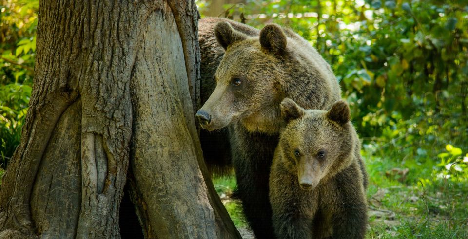 Bran: Private Guided Tour Dracula's Castle & Bear Sanctuary - Booking and Payment Process