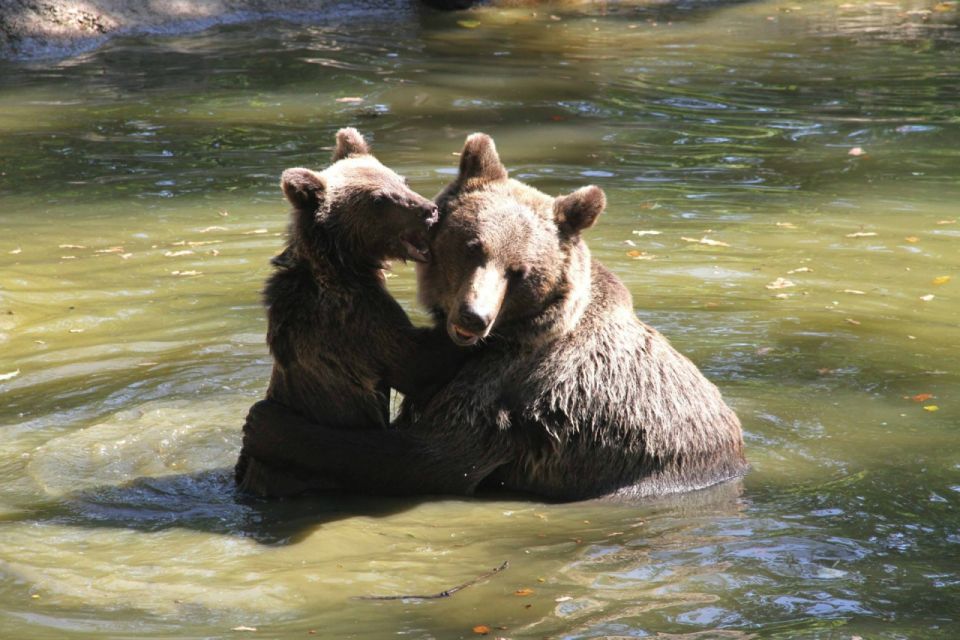 Brasov: Craiuli Mountains Hike & Bear Sanctuary Private Trip - Activity Details