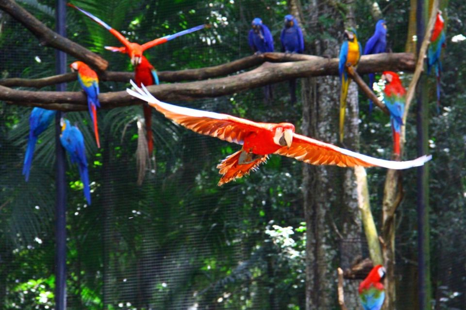 Brazilian Falls, Bird Park and Itaipu Dam - Bird Park: Home to Exotic Birds