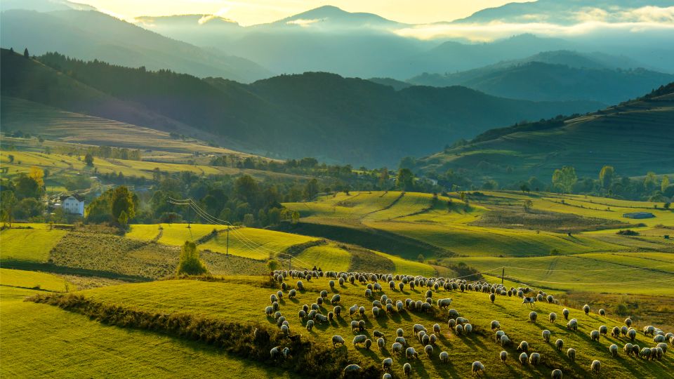 Bucharest: Dracula's Castle, Peleș Castle & Brașov Day Trip - Good To Know