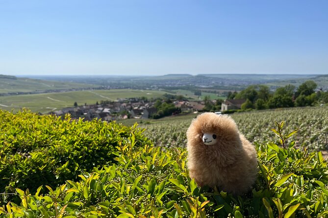 Burgundy Wine & Cheese Tasting Private Day Trip - Gourmet Lunch Options