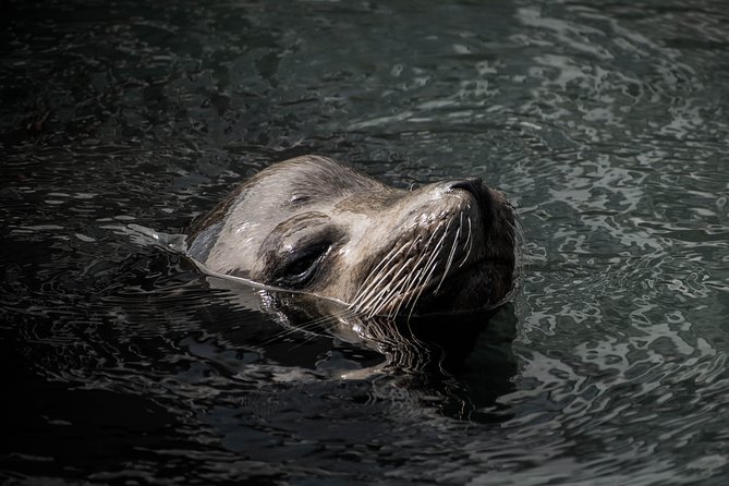 Cabo Wildlife SAFARI - Tips for a Memorable Safari Experience