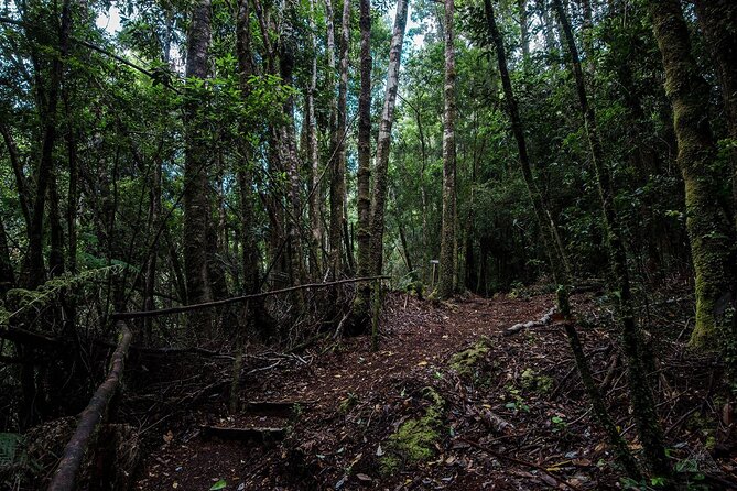 Chiloe National Park and Chonchi "Darwin Route" - Chiloé National Park Highlights