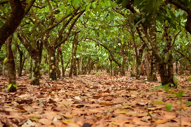 Cocoa Trail and Making of Chocolate Tour From Santo Domingo - Tour Highlights