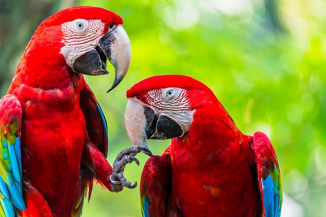 Corcovado Deluxe & Arenal Volcano Expedition 8D/7N Vacation Package - Arenal Volcano Expedition Itinerary