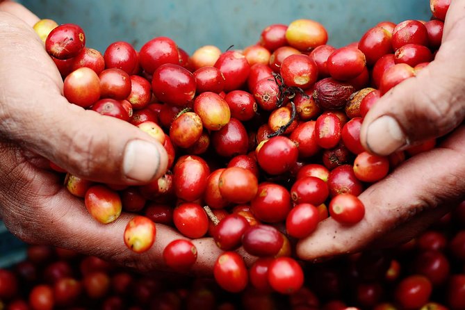 Costa Rica Coffee Farm Tour Unveiled - Tour Highlights