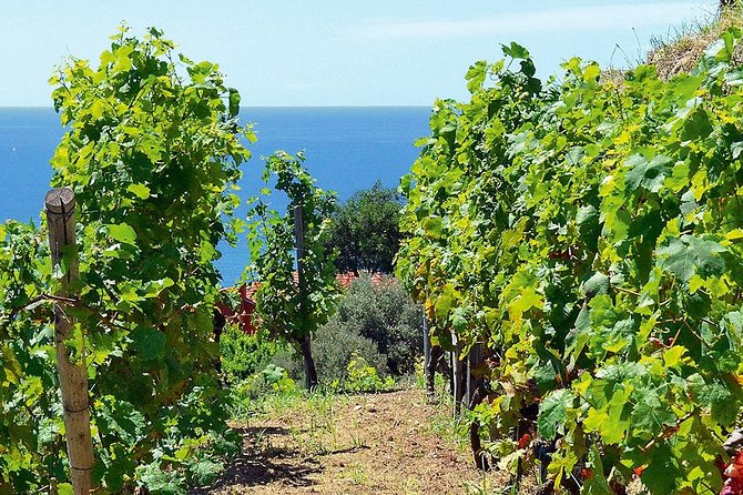 Côtes De Provence Wine Day Tour : 8 Hours - Cultural and Historical Landmarks